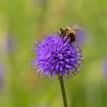 Djævelsbid (Succisa pratensis)